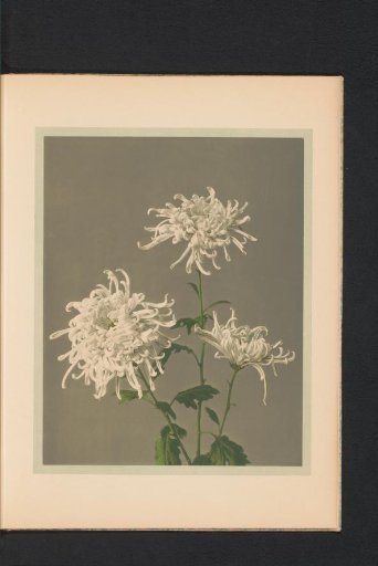 Chrysanthemum or chrysanthemum