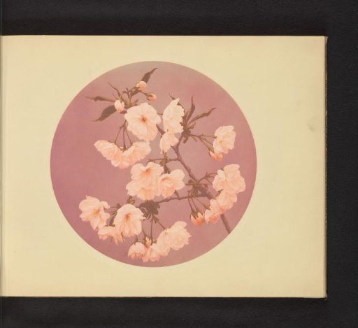 Branch of the Japanese cherry with blossoms