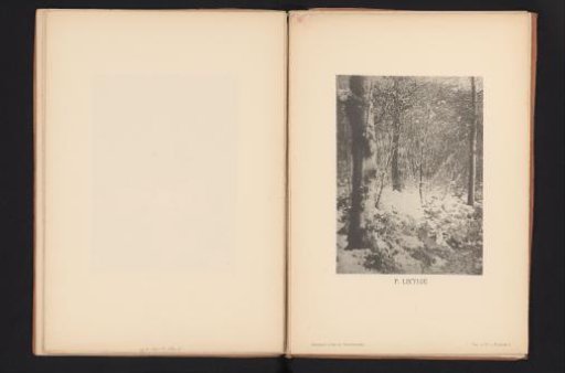 Trees in the snow