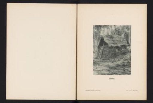 Dwelling in the forest