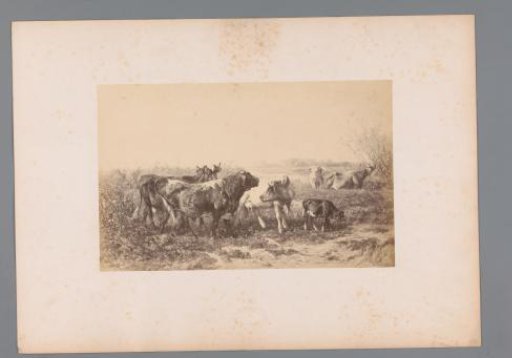 Photographic reproduction of a herd of cows by Jan de Haas