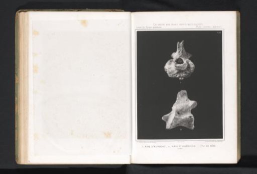 Two views of the axis from the spine of an aurochs