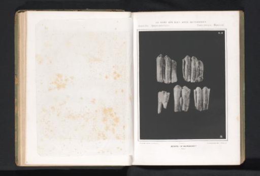 Teeth of an aurochs