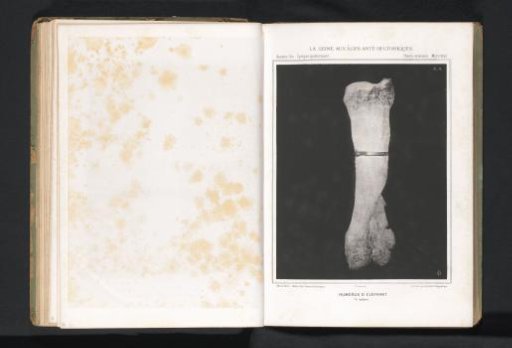 Humerus of an elephant