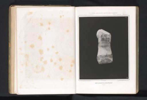 Metatarsal of an elephant