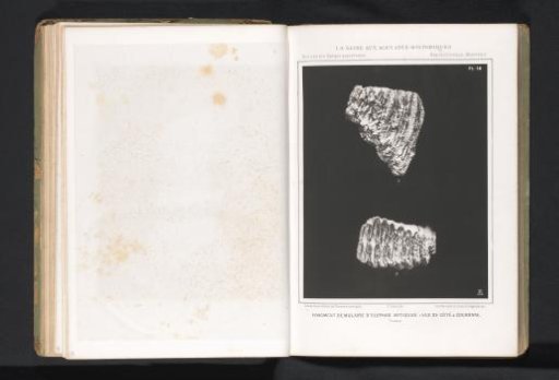 Two views of a molar of a forest elephant