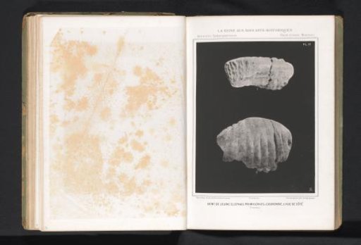 Two views of a molar of a woolly mammoth