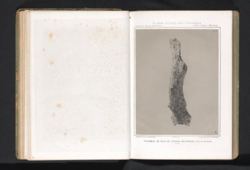 Bone of a deer