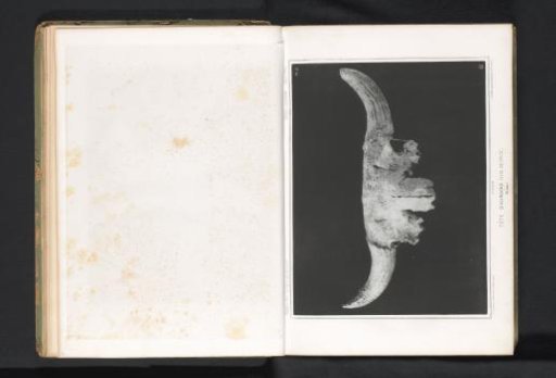 Skull of an aurochs, front view