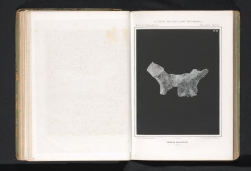 Bone of a deer