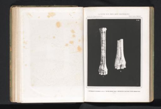 Two metatarsals of an elk and possibly of a deer