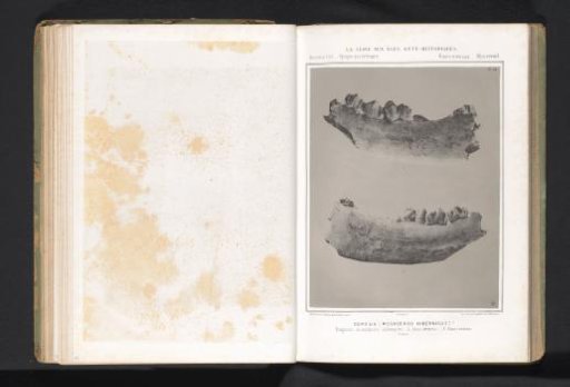 Two views of the lower jaw of a giant deer, inside and outside