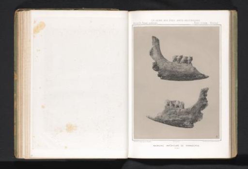 Two views of the lower jaw of a rhinoceros