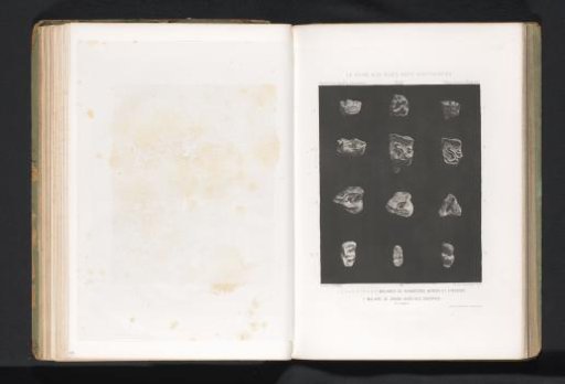Twelve molars of a rhinoceros and a cave bear