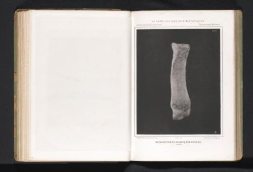 Metatarsal of a rhinoceros