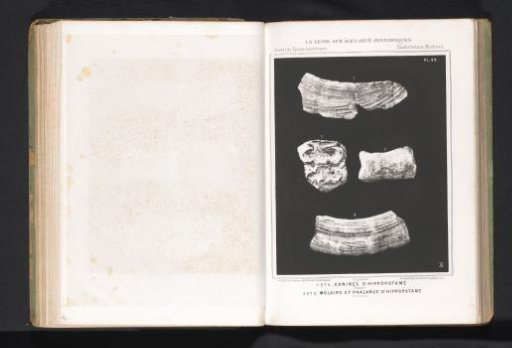 Canines, molar, and bone of a hippopotamus