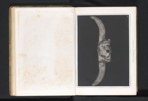 Skull of an aurochs