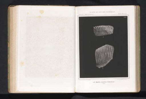 Two molars of a woolly mammoth