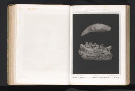 Canine and lower jaw of a feline