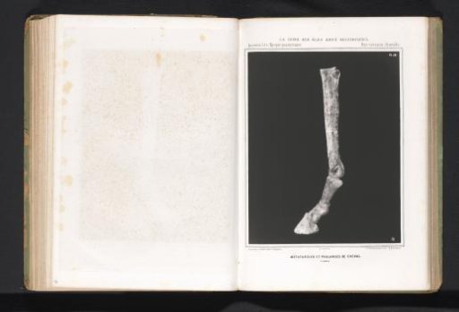 Bones from the leg of a horse