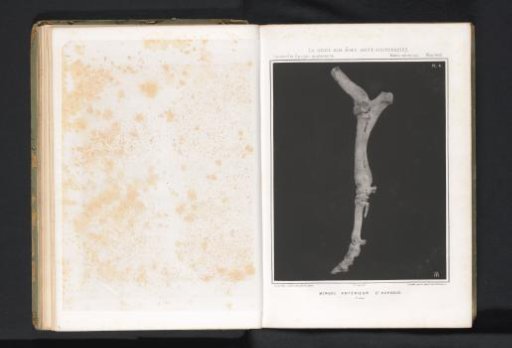 Bones from the foreleg of an aurochs
