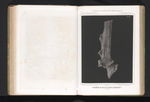 Bone of a wapiti