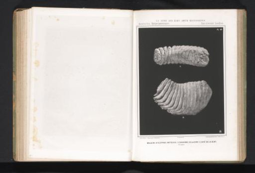 Two views of a molar of an Asian elephant