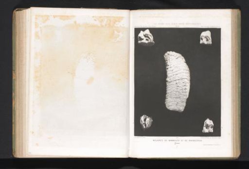 Five molars of a mammoth and a rhinoceros