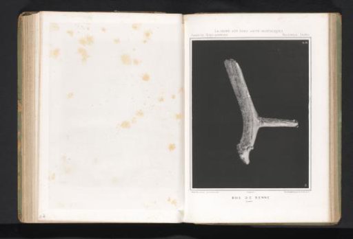 Bone of a reindeer