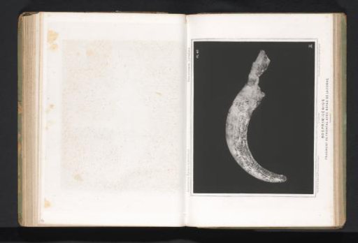 Horn of an aurochs