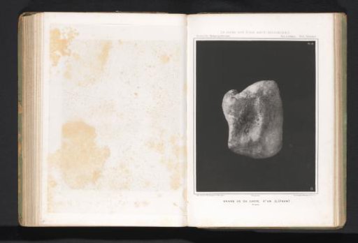 Elephant bone