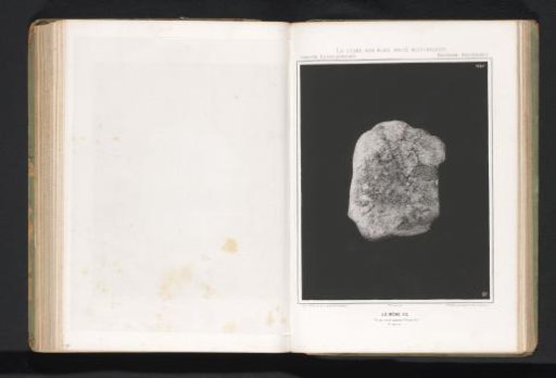 Elephant bone