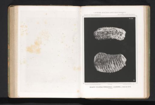 Molar of a woolly mammoth