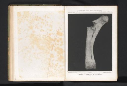 Ulna of an aurochs
