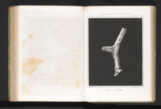 Reindeer bone
