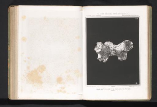 Bone of a large stag