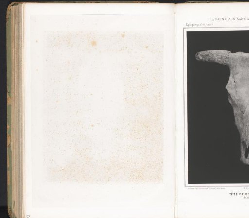 Ox skull