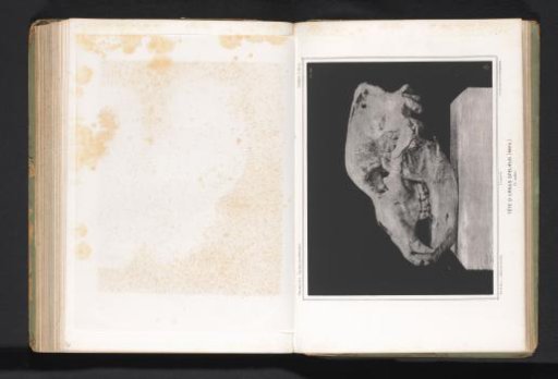 Cave bear skull