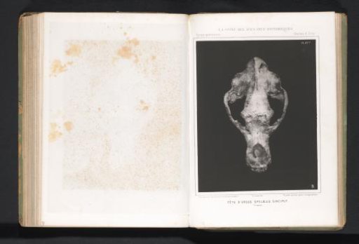 Cave bear skull