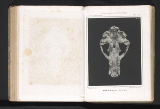 Cave bear skull
