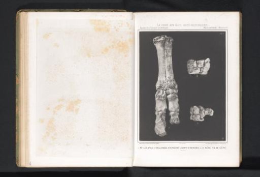 Bones from the leg of an aurochs