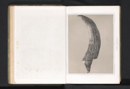 Horn of an aurochs