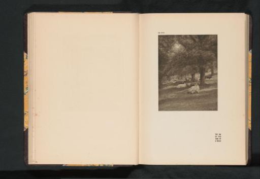 Landscape with cows
