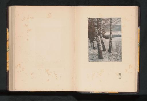 Birch Trees in the Snow