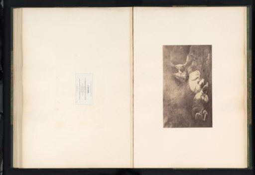 Photoreproduction of Two Hares by Jan Fijt