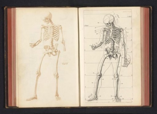 Photographic reproduction of a drawing, depicting a human skeleton
