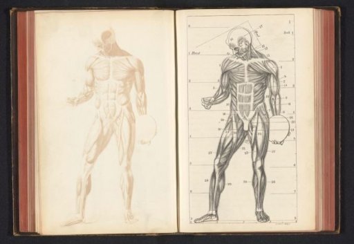 Photographic reproduction of a drawing, depicting a muscle model of the human body