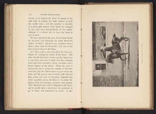 Man on a horse at a trot