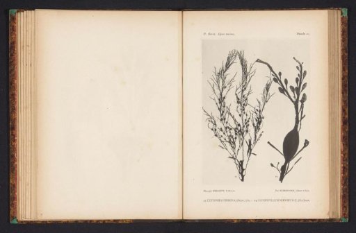 Two kinds of seaweed.