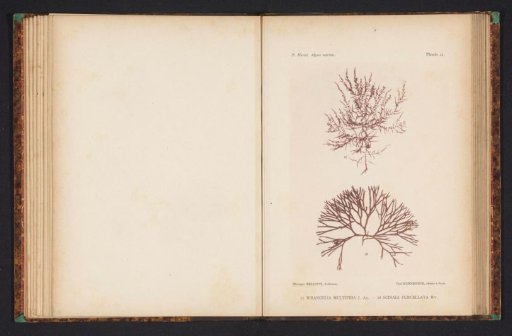 Two species of seaweed